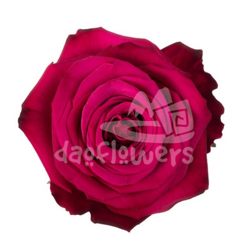roseberry