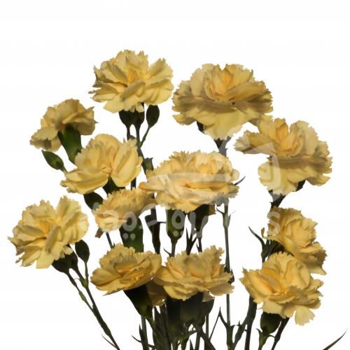 pinata sundrops
