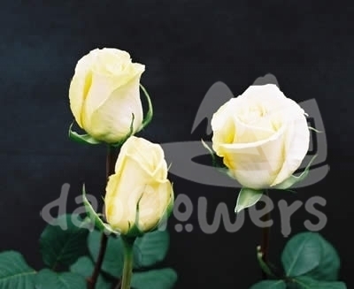 yellow timeless