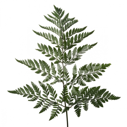 leather leaf