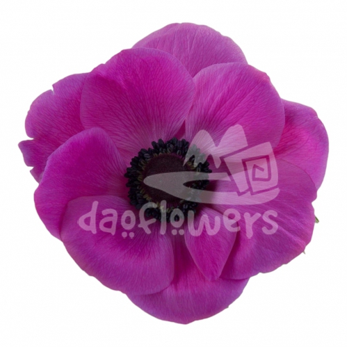 mistral fucsia