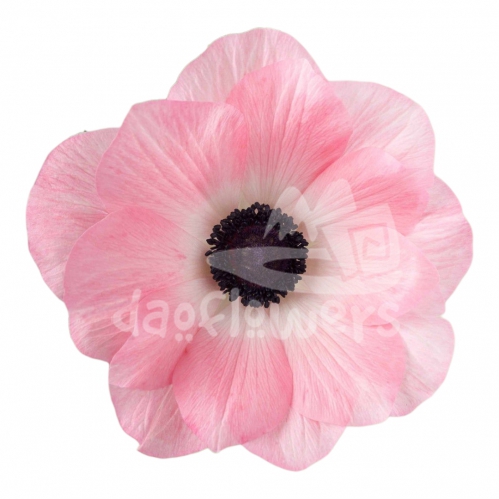 mistral rosa chiaro