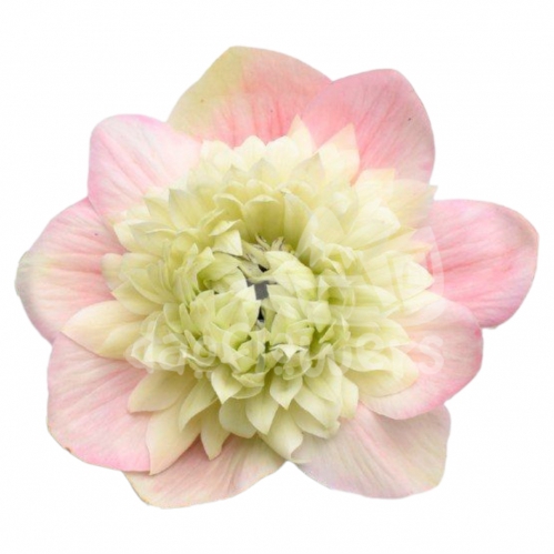 levante rosa chiaro