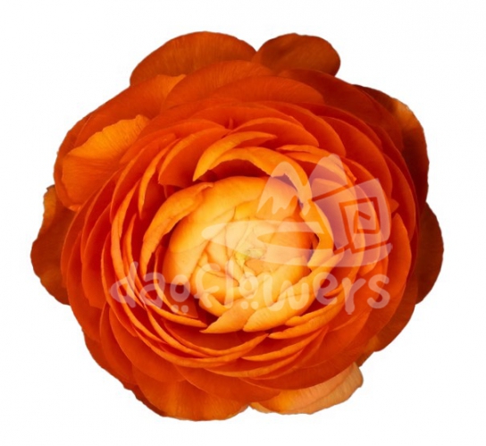 elegance orange