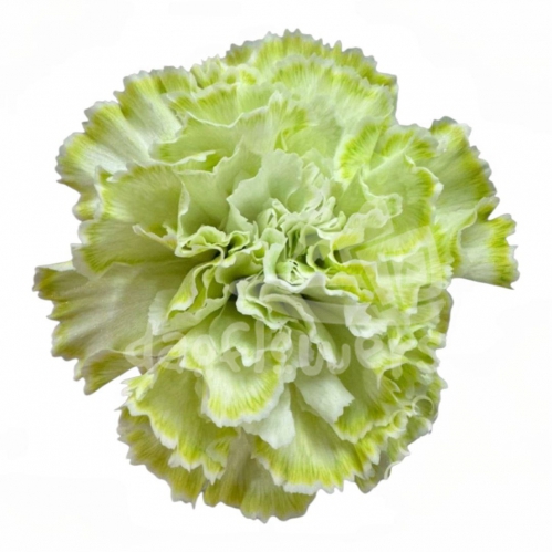 Candy Green PNT