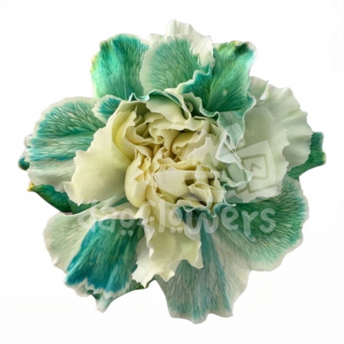 Emerald Dream PNT