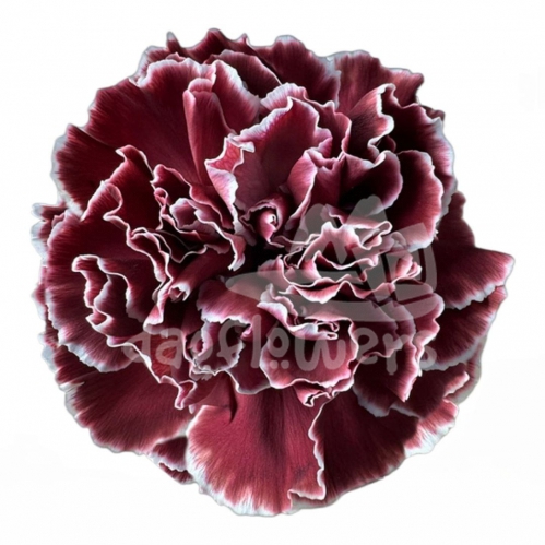 Merlot PNT