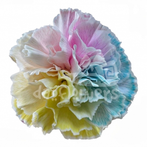 Rainbow Candy PNT