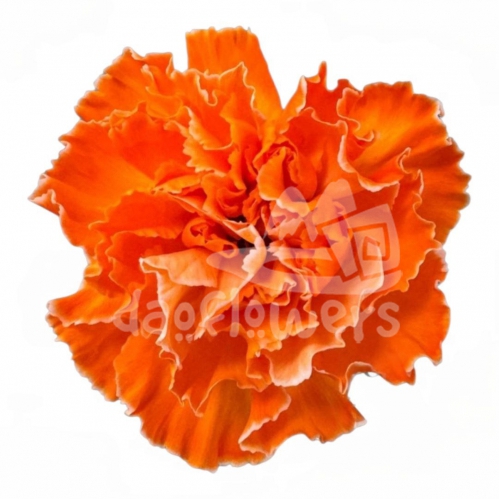 Orange PNT