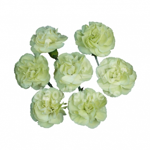 feijoa*