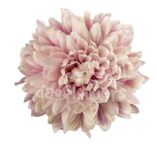 Salmon Pink