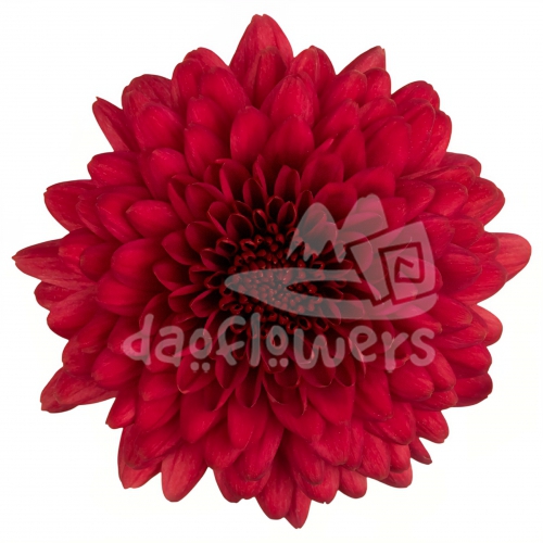 Lamira Red