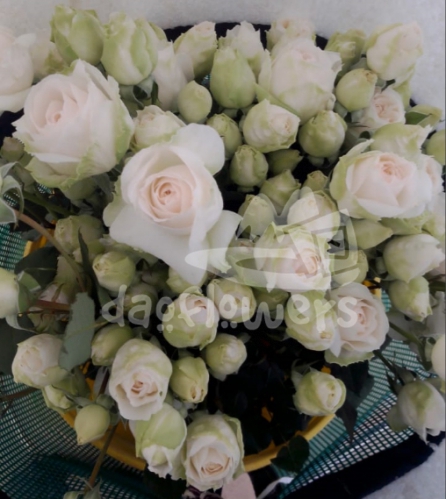 tambuzi white*