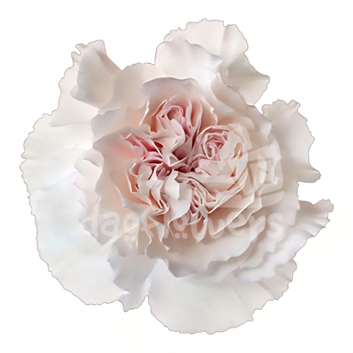 Mudah Rosa