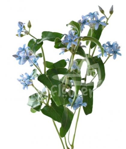 tweedia sky blue