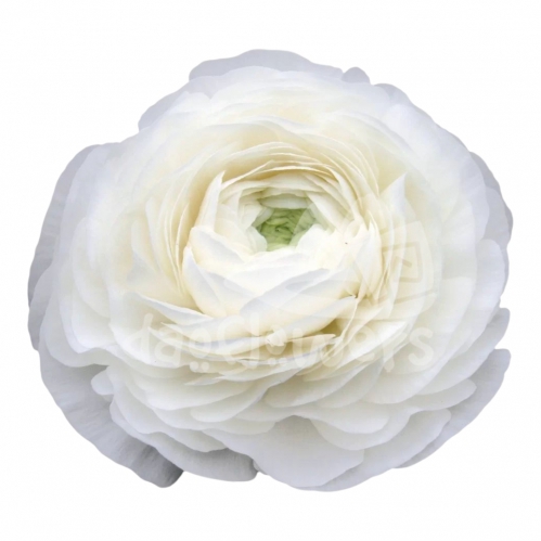 elegance white