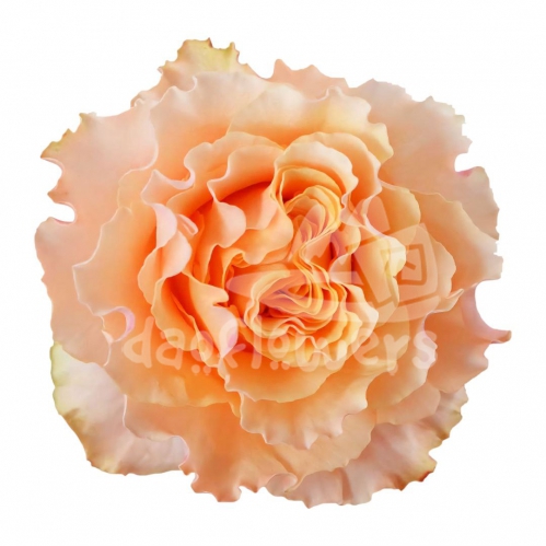 campanella peach