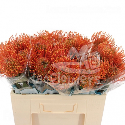Mandarin Zest