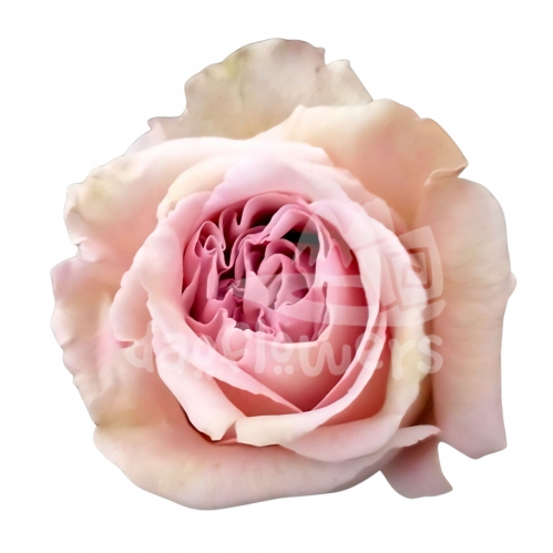 bachelor