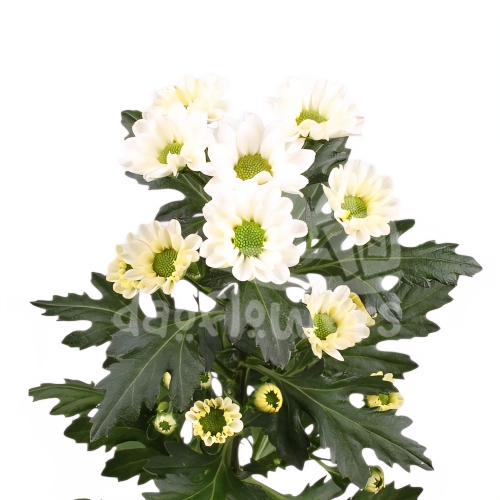 Rossi White