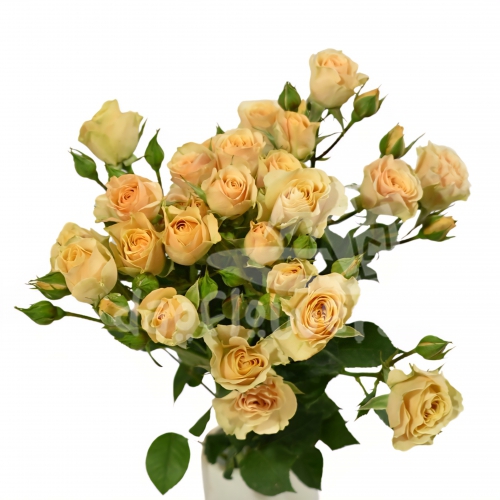 apricot*