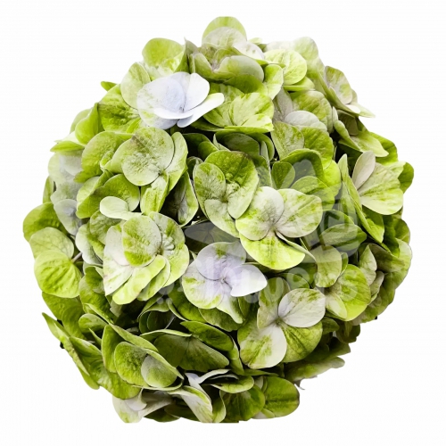 Selva Verde dutch