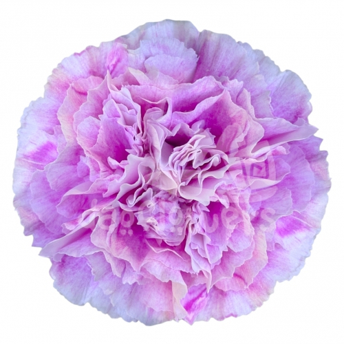Merletto Lavender