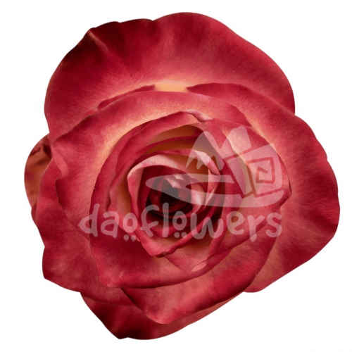 discovery