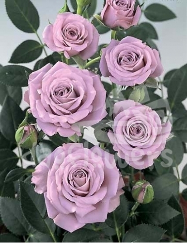 lavander*
