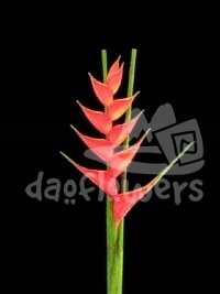 iris red