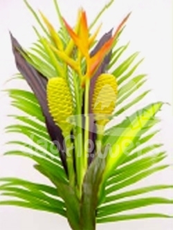 bq 7 maraca