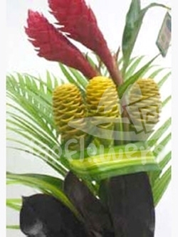 bq 52 coco