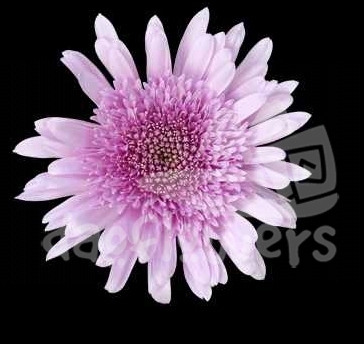 eleonora lilac