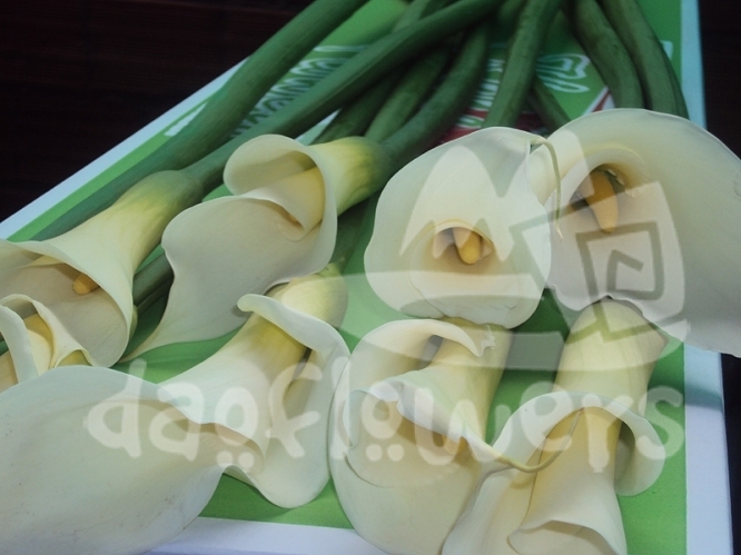 calla white