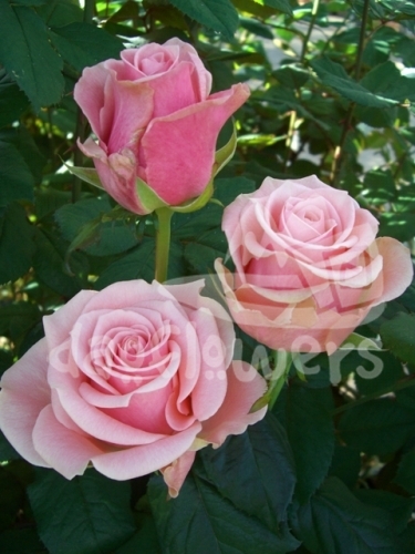 star rose