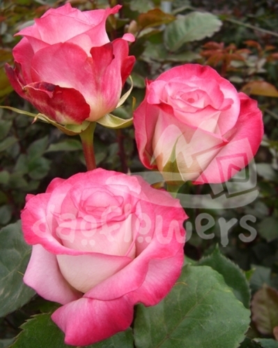 pink farfalla