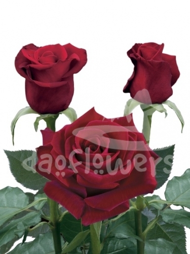 corazon
