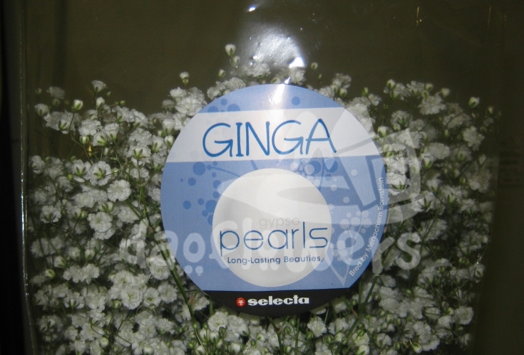 ginga