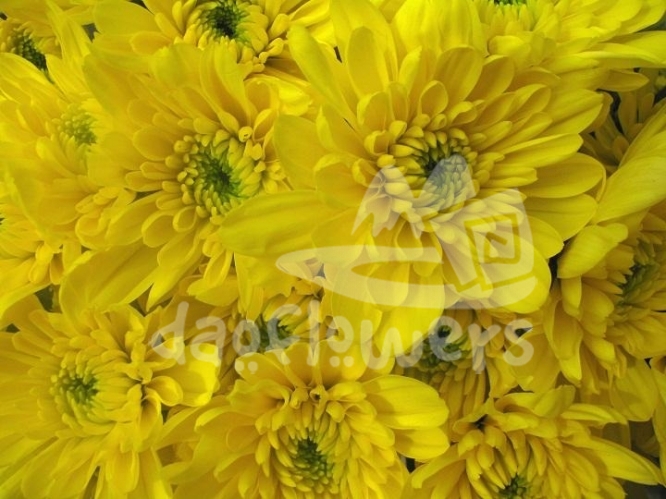 zembla yellow