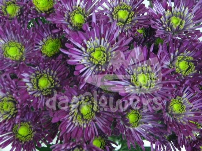 troyes purple
