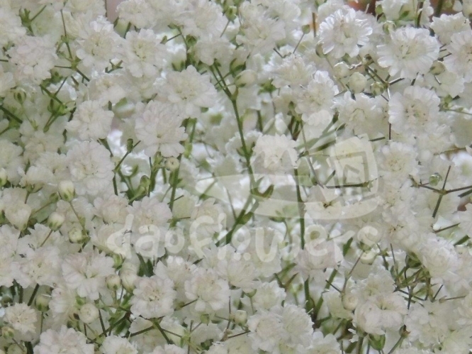 pearl blossom