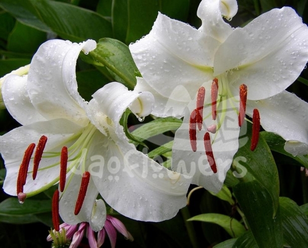 oriental white