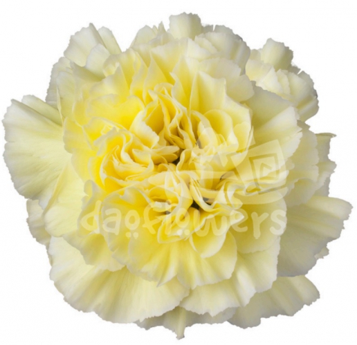 Polimnia