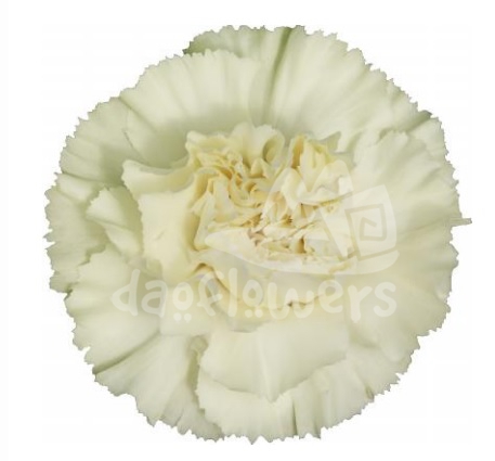 Diletta Cream