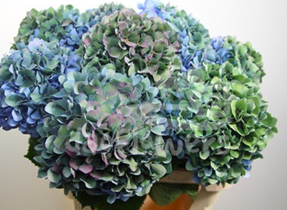 antique blue