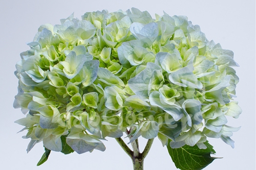 spring green