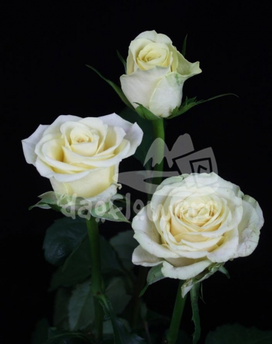 cream prophyta