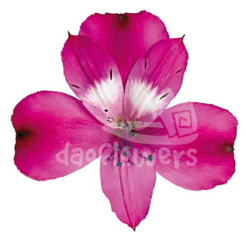 Bright Orchid