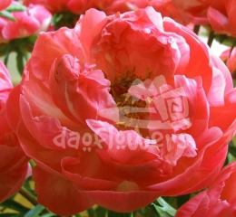 Coral Charme