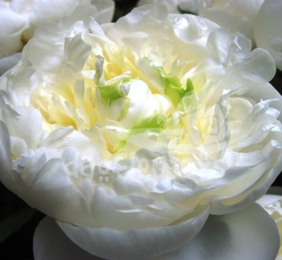 Duchesse de Nemours